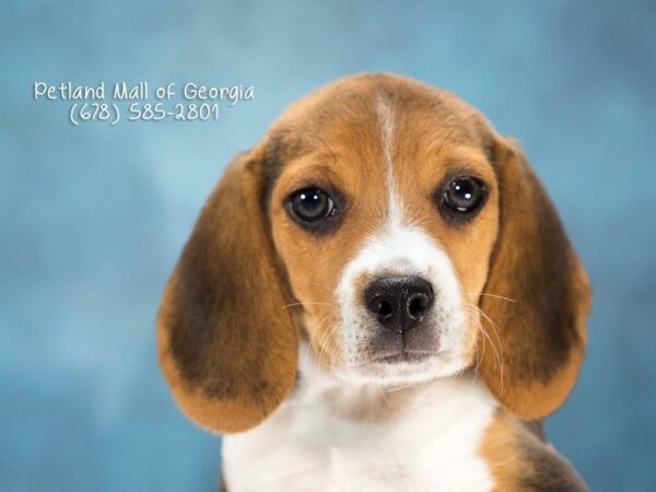 Beagle DOG Male Tri-Colored 1178 Petland Mall of Georgia