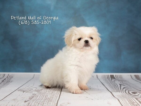 Pekingese DOG Female Cream 1191 Petland Mall of Georgia