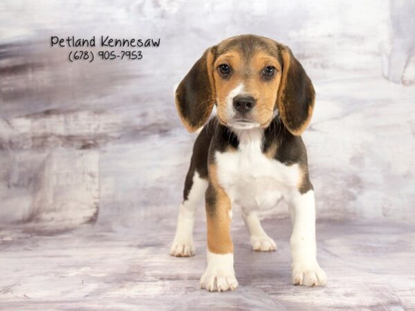 Beagle DOG Male Tri-Colored 21904 Petland Mall of Georgia