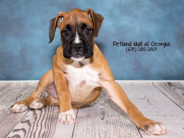 Boxer DOG Female Fawn 1299 Petland Mall of Georgia