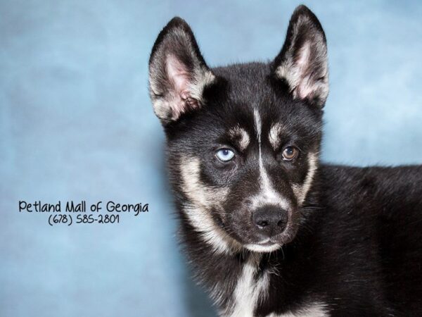 Pomsky DOG Male BLK & TN:WH MKGS 1091 Petland Mall of Georgia