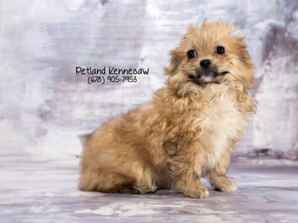 PomShi-DOG-Female-Red Sable-21983-Petland Mall of Georgia