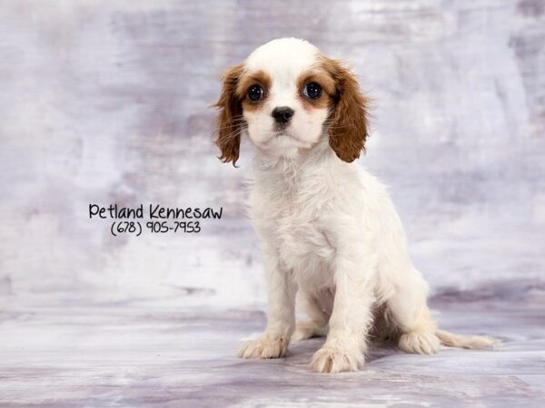 Cavalier King Charles Spaniel DOG Female Blenheim 21974 Petland Mall of Georgia