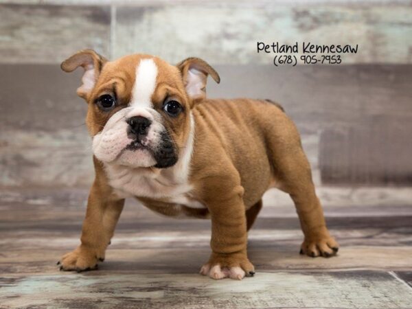 English Bulldog DOG Male RD:WH MKGS 21994 Petland Mall of Georgia