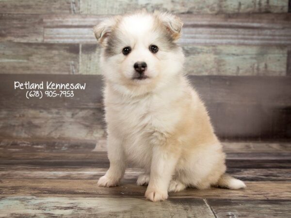 Huskimo-DOG-Female-Black White-22011-Petland Mall of Georgia