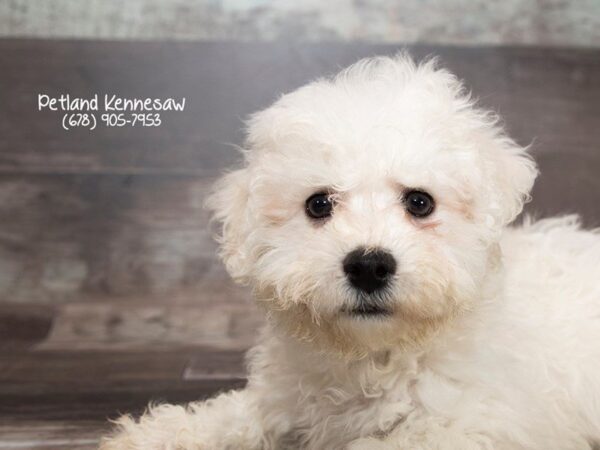 Bichon Frise DOG Male WH 21992 Petland Mall of Georgia