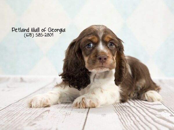 Cocker Spaniel DOG Male BROWN WHITE 1331 Petland Mall of Georgia