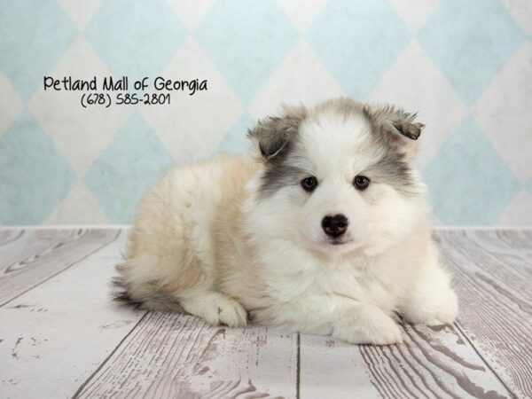 Huskimo-DOG-Male-Black White-1336-Petland Mall of Georgia