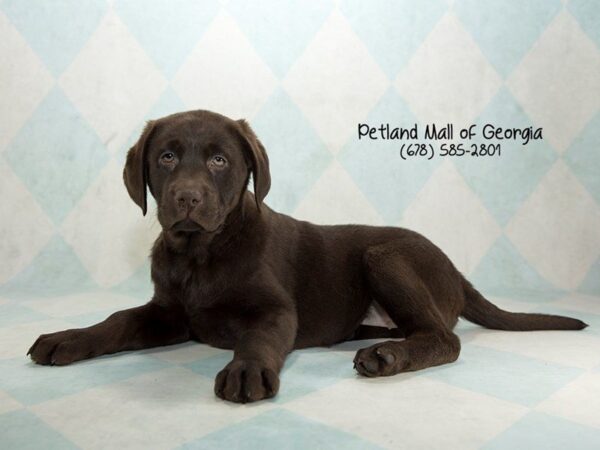 Labrador Retriever DOG Female Chocolate 1350 Petland Mall of Georgia