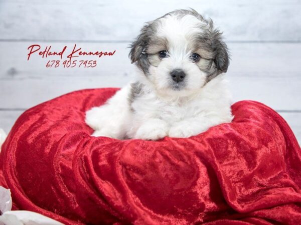 Pomachon-DOG-Female-Blue Merle White-22059-Petland Mall of Georgia