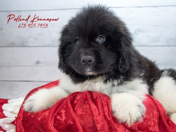 Newfoundland DOG Male blk-wht 22069 Petland Mall of Georgia