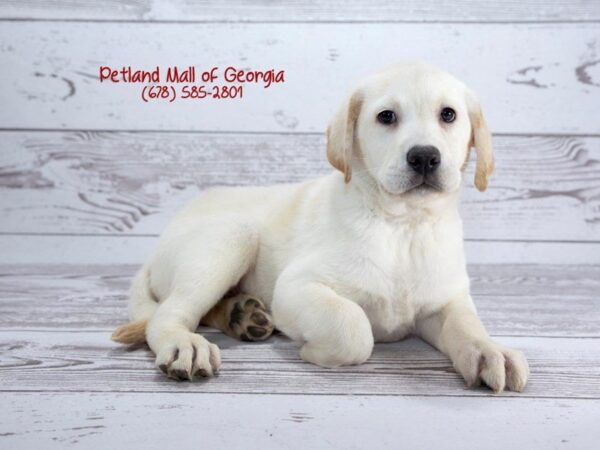 Labrador Retriever DOG Female Yellow 1367 Petland Mall of Georgia