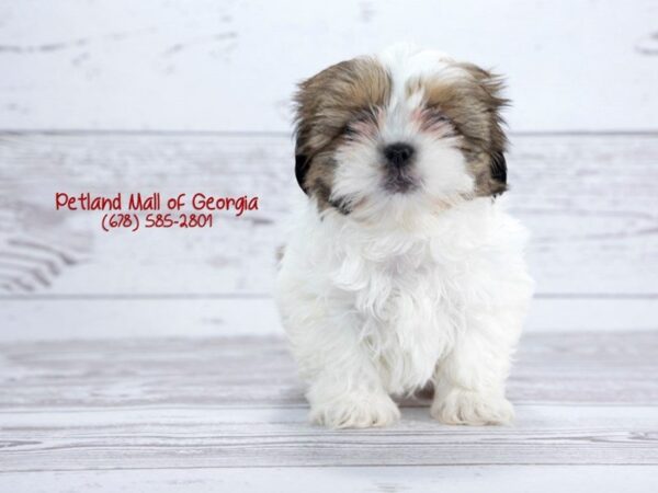 Shihtzu-DOG-Male-brown white-1363-Petland Mall of Georgia