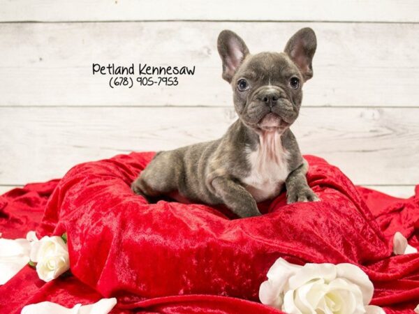 French Bulldog DOG Female BRDL 22075 Petland Mall of Georgia