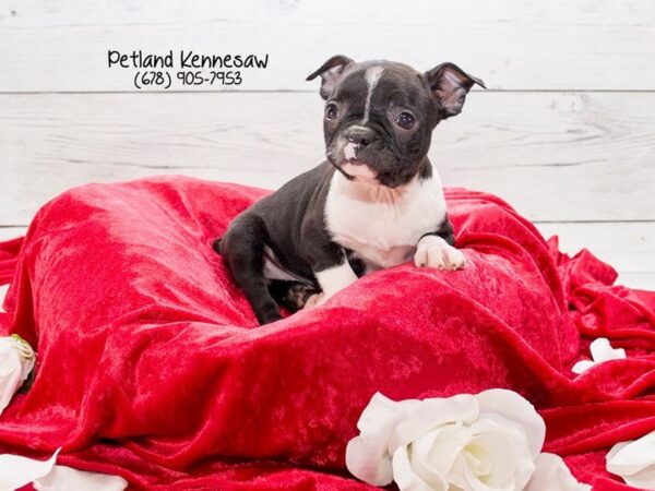 Boston Terrier DOG Female Black / White 22084 Petland Mall of Georgia