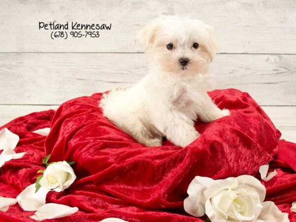 Maltese DOG Male White 22090 Petland Mall of Georgia