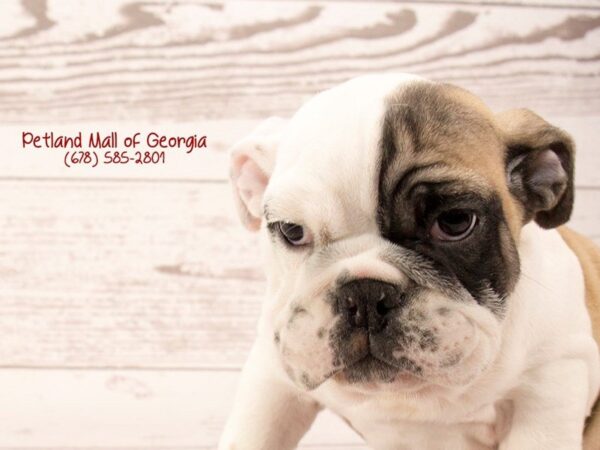 English Bulldog DOG Female FN:WH MKGS 1384 Petland Mall of Georgia