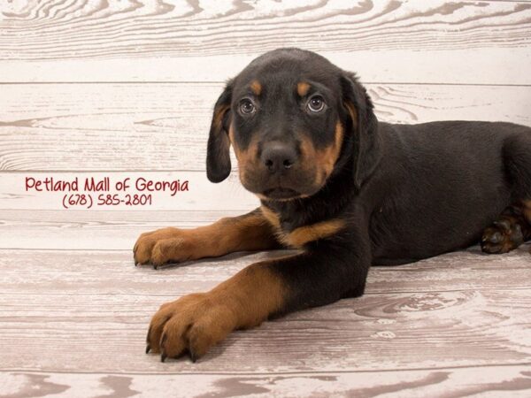 Rottweiler-DOG-Male-BLK TAN-1389-Petland Mall of Georgia