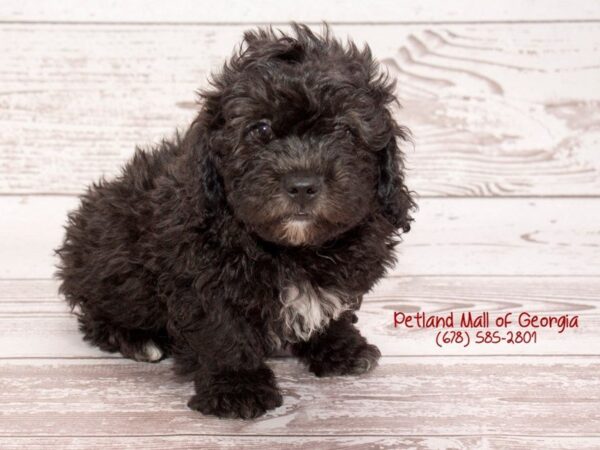 ShizaPoo-DOG-Male-Black / Brown-1402-Petland Mall of Georgia