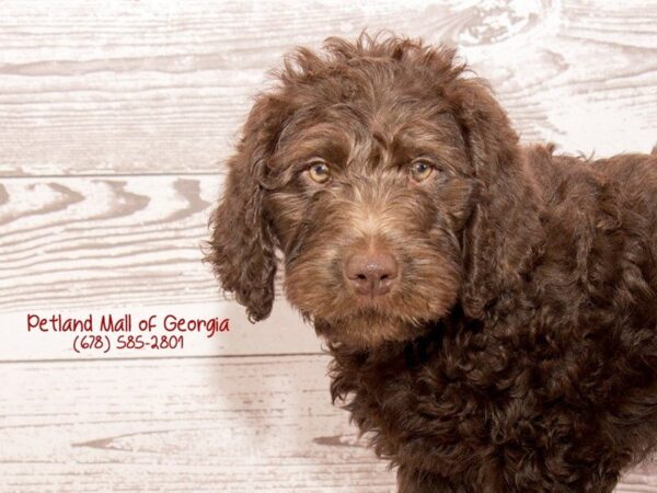 Labradoodle DOG Male Chocolate 1407 Petland Mall of Georgia