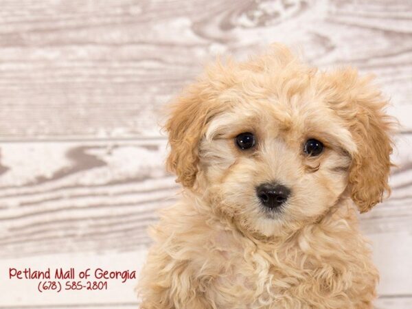 Cavachon DOG Male Buff 1410 Petland Mall of Georgia