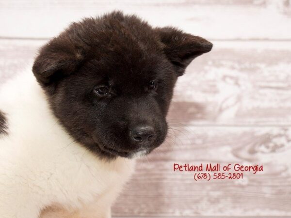 Akita DOG Female Black / White 1412 Petland Mall of Georgia