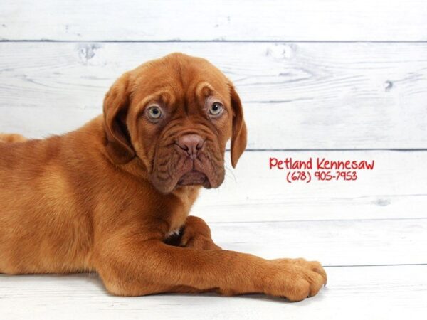 Dogue de Bordeaux DOG Female RD 22072 Petland Mall of Georgia