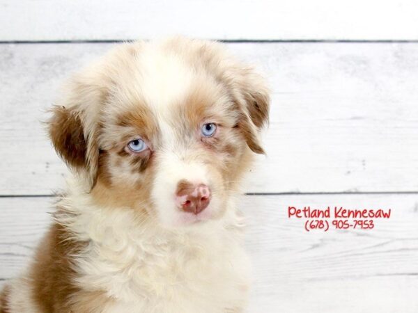 Australian Shepherd DOG Male Red Merle 22103 Petland Mall of Georgia