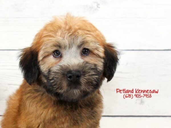 Soft Coated Wheaten Terrier DOG Female Wheaten 22108 Petland Mall of Georgia