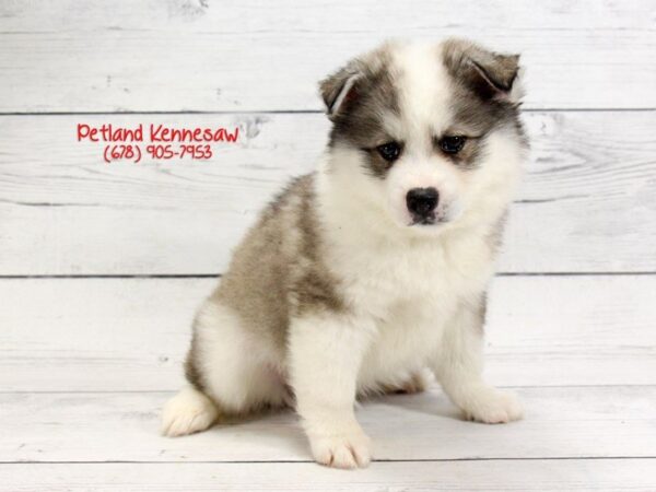 Huskimo-DOG-Male-silver WHITE-22116-Petland Mall of Georgia