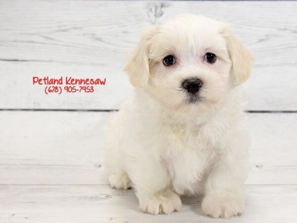 Mal Shih-DOG-Male-CREME WH-22117-Petland Mall of Georgia