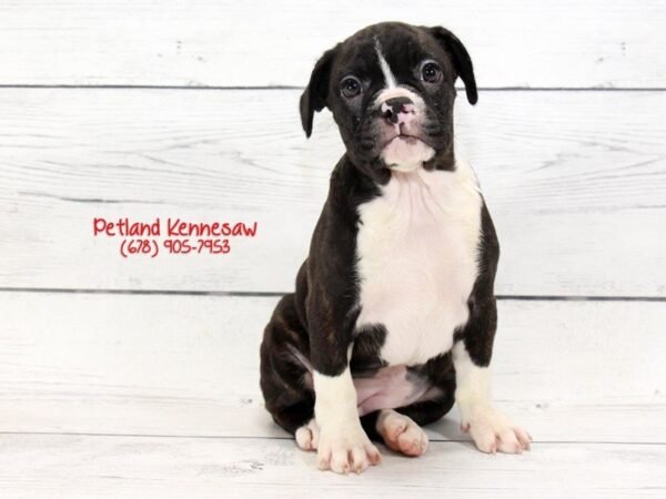 Bulldog Boston-DOG-Female-Brindle White-22129-Petland Mall of Georgia