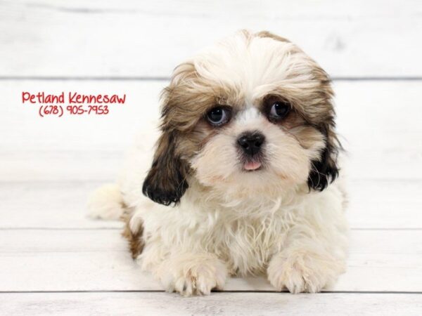 Shih Tzu DOG Male brown white 22136 Petland Mall of Georgia