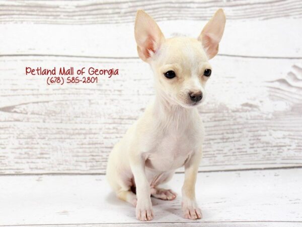 Chihuahua DOG Male Fawn 1228 Petland Mall of Georgia