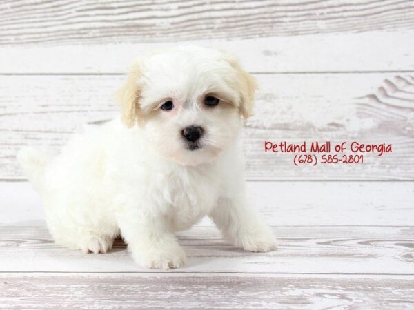 Mal Shih-DOG-Female-CREME WH-1418-Petland Mall of Georgia