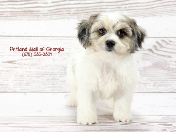 Cockapoo DOG Male Blue Merle 1419 Petland Mall of Georgia