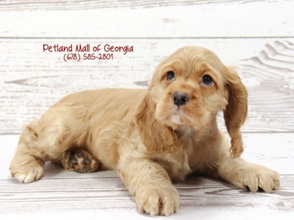 Cocker Spaniel DOG Male Red 1420 Petland Mall of Georgia