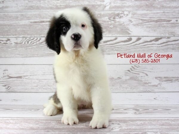Saint Bernard-DOG-Female-SABLE WHITE-1421-Petland Mall of Georgia
