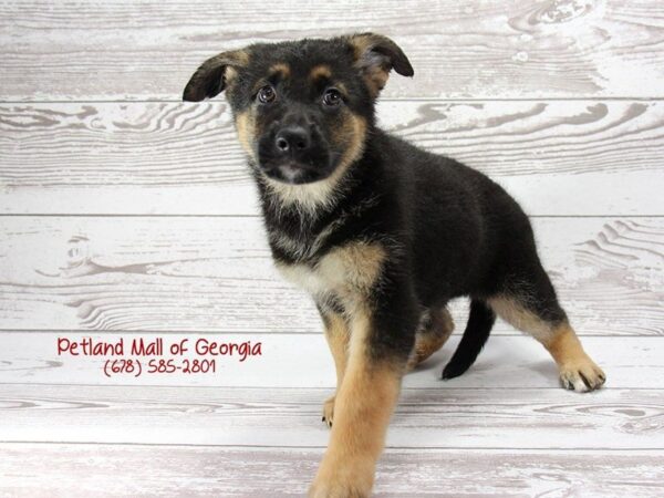 German Shepherd DOG Female Black Tan 1428 Petland Mall of Georgia