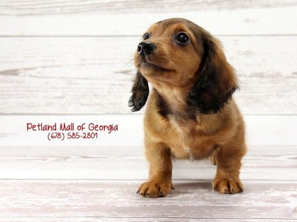 Dachshund DOG Male RED 1429 Petland Mall of Georgia