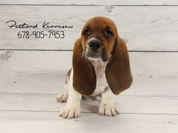 Basset Hound DOG Female Red / White 22147 Petland Mall of Georgia