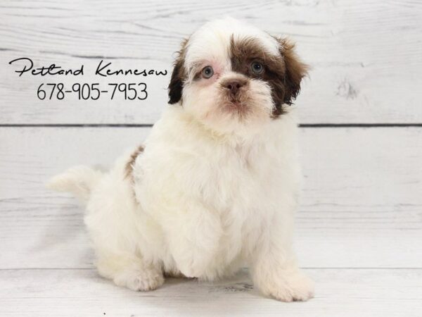 Teddy Bear DOG Male Chocolate and White 22163 Petland Mall of Georgia