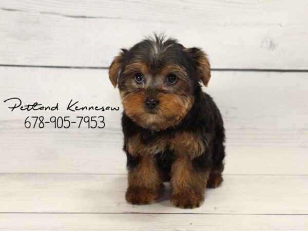 Yorkshire Terrier DOG Male Black 22152 Petland Mall of Georgia