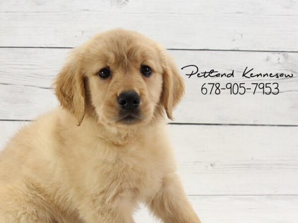 Golden Retriever DOG Female Golden 22150 Petland Mall of Georgia