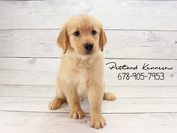 Golden Retriever DOG Male Golden 22149 Petland Mall of Georgia