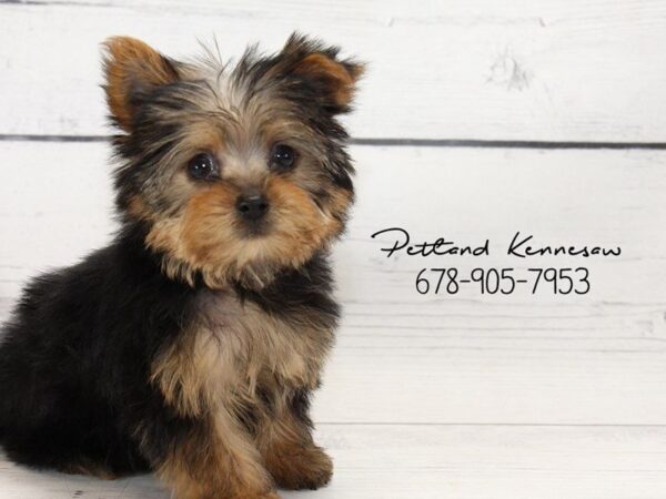 Yorkshire Terrier DOG Female Black / Tan 22144 Petland Mall of Georgia