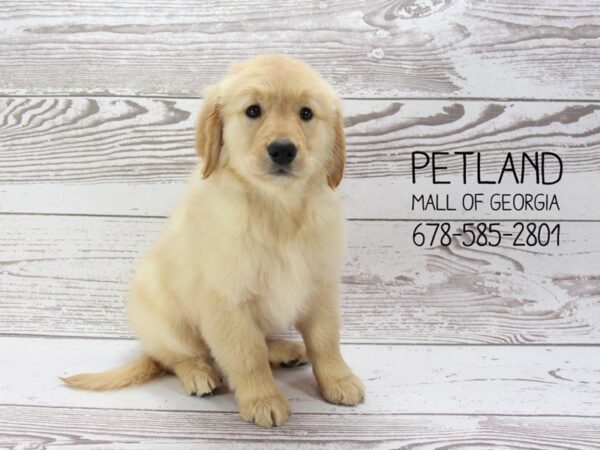 Golden Retriever DOG Female Golden 1442 Petland Mall of Georgia