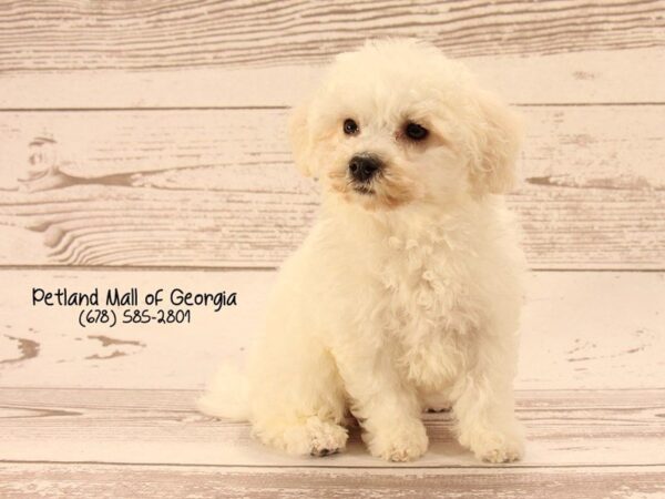 Bichon Frise DOG Female wh 1451 Petland Mall of Georgia