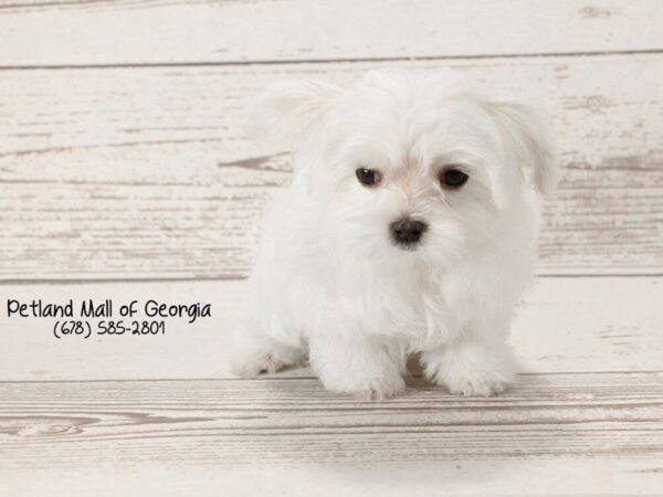 Maltese DOG Female White 1457 Petland Mall of Georgia