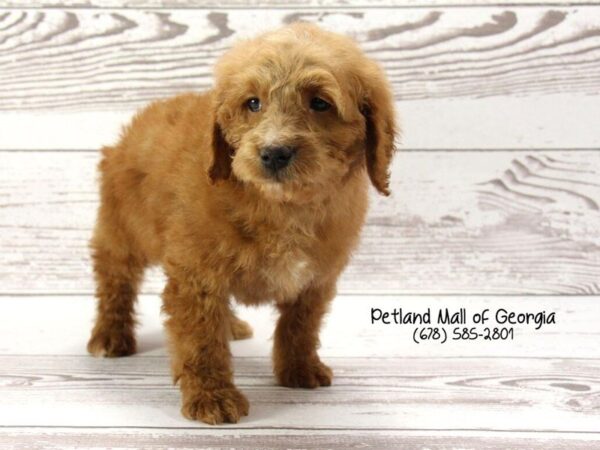 Miniature Goldendoodle DOG Female rd 1458 Petland Mall of Georgia